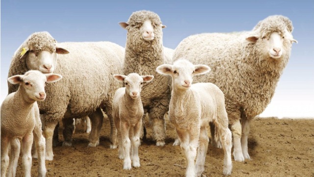 Protocols Signed for Irish Sheepmeat & Breeding Pig Access to China