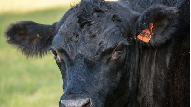 US Surpasses Australia to Be China's Largest Source of Imported Frozen Beef