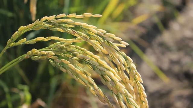 Russian Agri- Exports to China Fell By 7% from Jan. to Aug