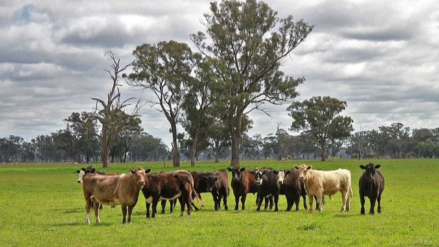British beef is prohibited from being exported to China