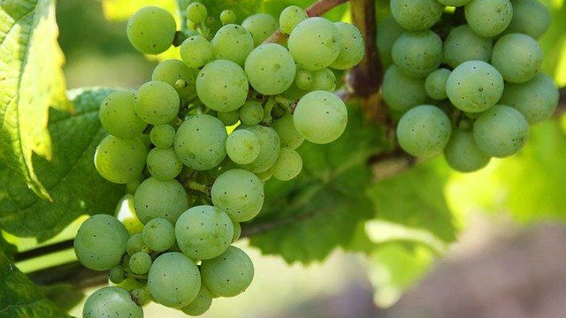 Australian Table Grape Exports to China Dropped Sharply