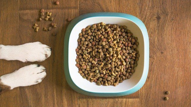 China's pet consumption market has great potential