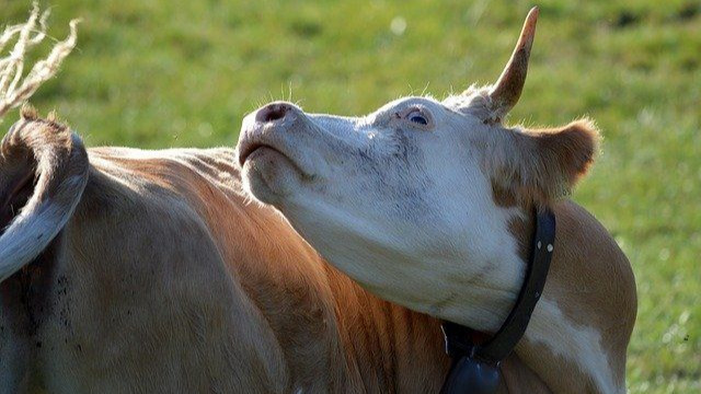 Brazil Says Suspected 'Mad Cow' Cases in Humans Not Related to Beef Consumption