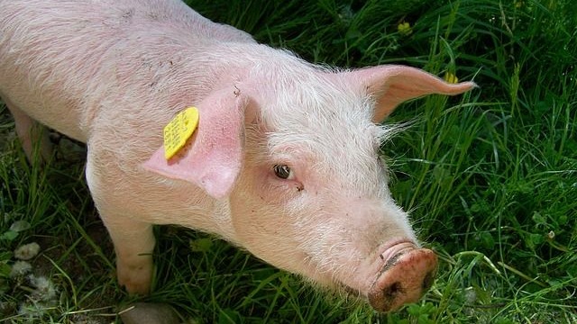 Cases of African Classical Swine Fever infection in pigs from new families in Germany