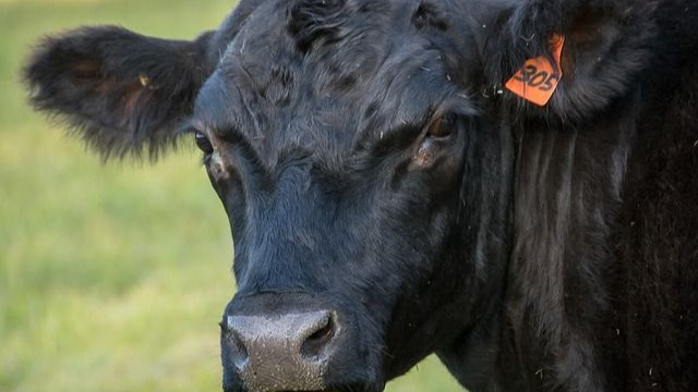 Breaking News: Brazilian Beef Exports to China Fully Resumed