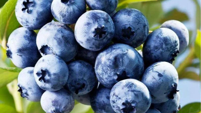 Peruvian Fruit Exports Up by 15% in 2021, Blueberry Grape Avocado Popular in Chinese Market 