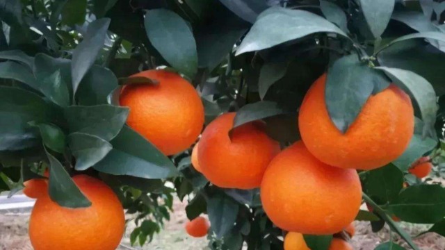 Laos to Export First Shipment of Citrus Fruits to China Soon