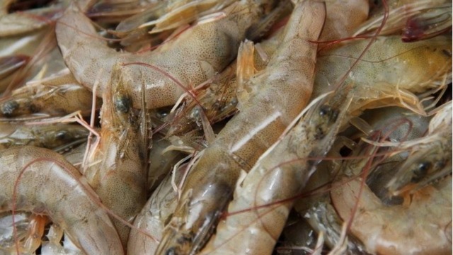 Ecuador's Shrimp Exports Surged in 2021 with China Remaining Its Largest Buyer