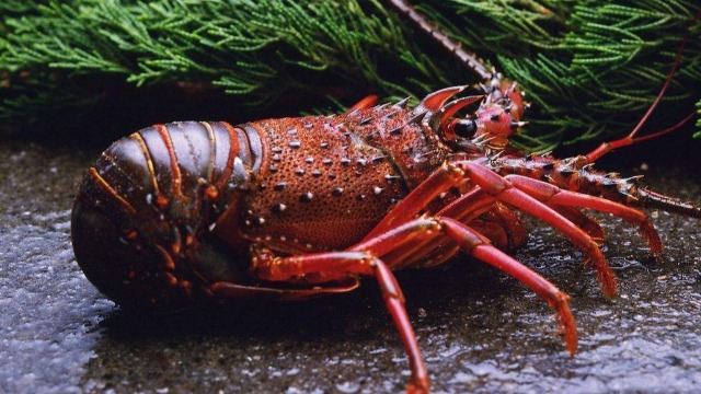 China’s Spring Festival & Winter Olympics May Boost American Lobster Exports to China