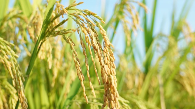 World wheat prices soar by 40% in a short period of time