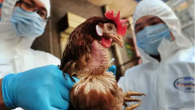 Preventing the entry of bird flu Panama issues restrictions on poultry imports