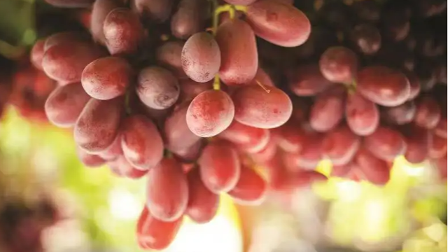 South Africa's strongest export season for raisins continues to be challenging