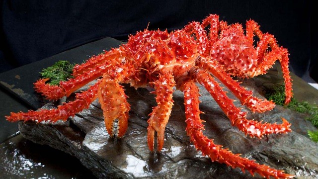 Russia speeds up king crab shipments as global trade pattern changes