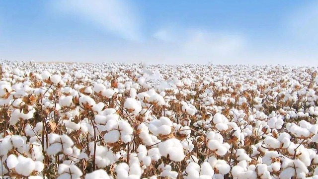 Senegal to grow total cotton production by 10% in 2021-22