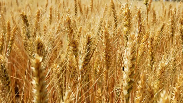 European wheat market: French wheat prices followed the international wheat prices lower