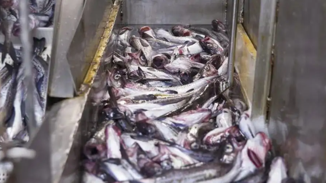 U.S. becomes largest export growth market for Norwegian seafood