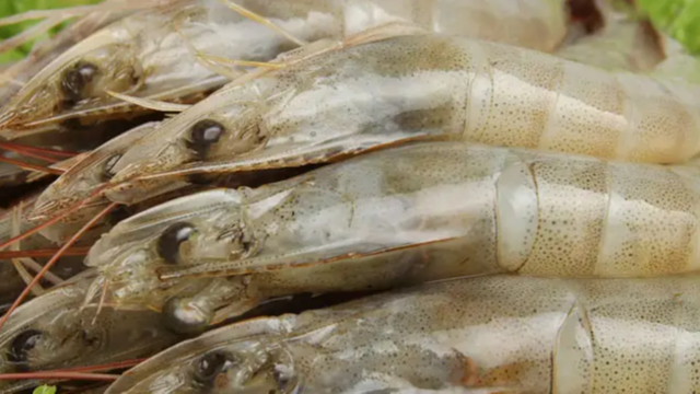 Vietnam's shrimp exports to continue growth trend in April