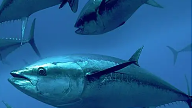 Indonesia accounts for 15% of the global tuna production market!