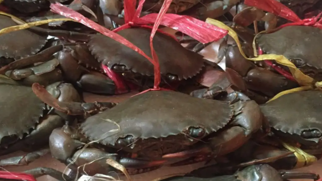 Vietnam's crab exports up 62% year-on-year in the first quarter of this year