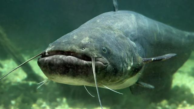Vietnamese catfish exports to Canada up 69.4% year-on-year in first 4 months of this year