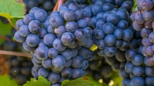 China is about to become the second largest export destination for Peruvian grapes