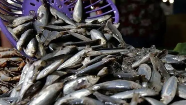 Chilean seafood exports up 24% in May