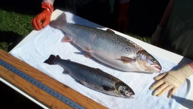 In 2030, global Atlantic salmon production is expected to exceed 4 million tons!
