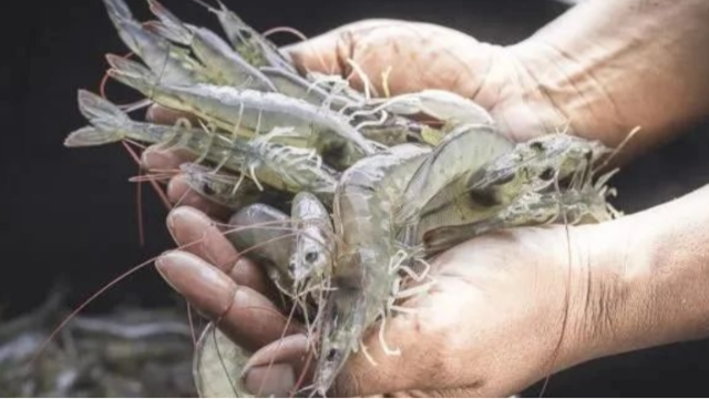Venezuelan White Shrimp Exports to China Set to Resume