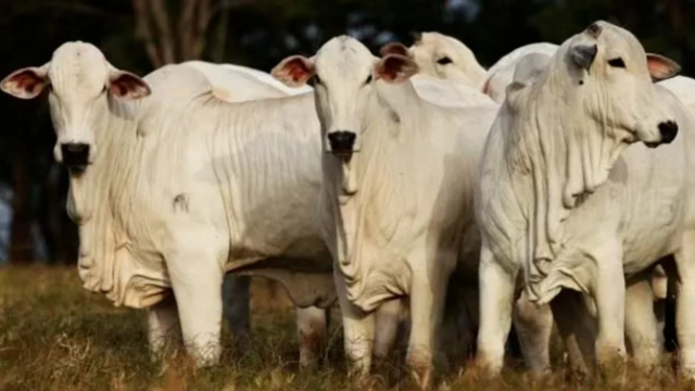 CPPCC member stresses optimal use of beef import quotas