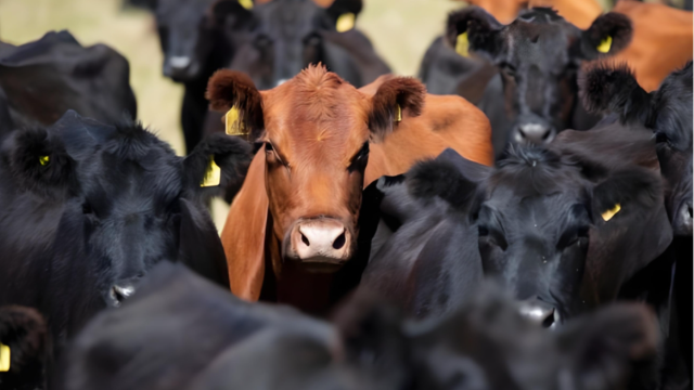 GACC Finalizes Argentina Audit to Unlock Beef By-Products Export