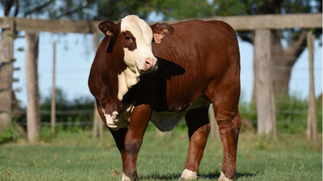 Argentine Beef Plant Halts Output After Roof Collapse​​