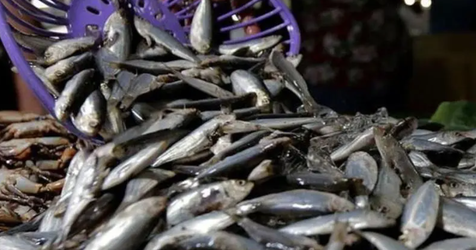Chilean seafood exports up 24% in May