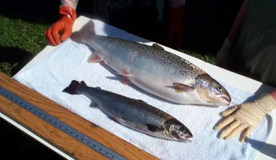 In 2030, global Atlantic salmon production is expected to exceed 4 million tons!