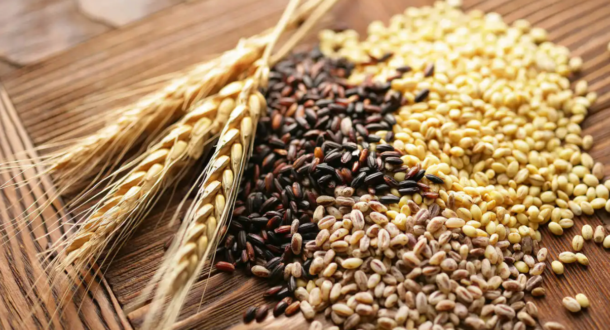 European wheat market: French wheat harvest advances rapidly, prices fall