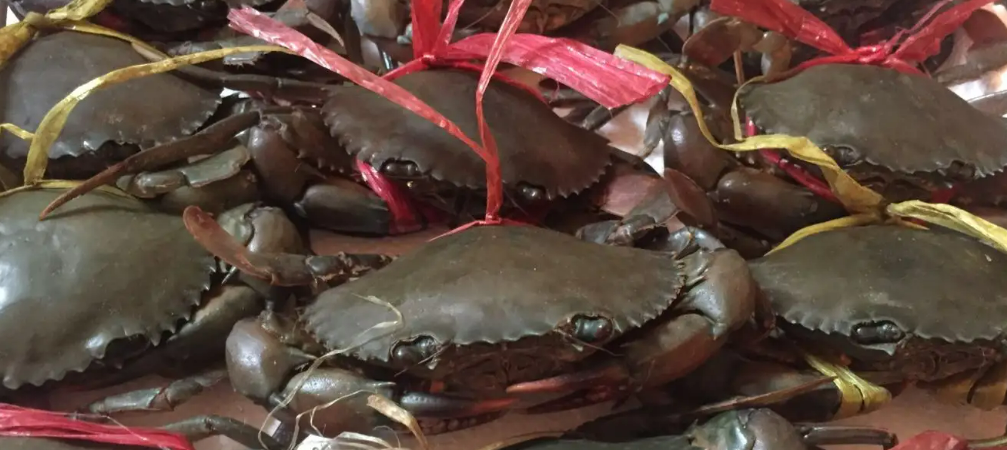 Vietnam's crab exports up 62% year-on-year in the first quarter of this year